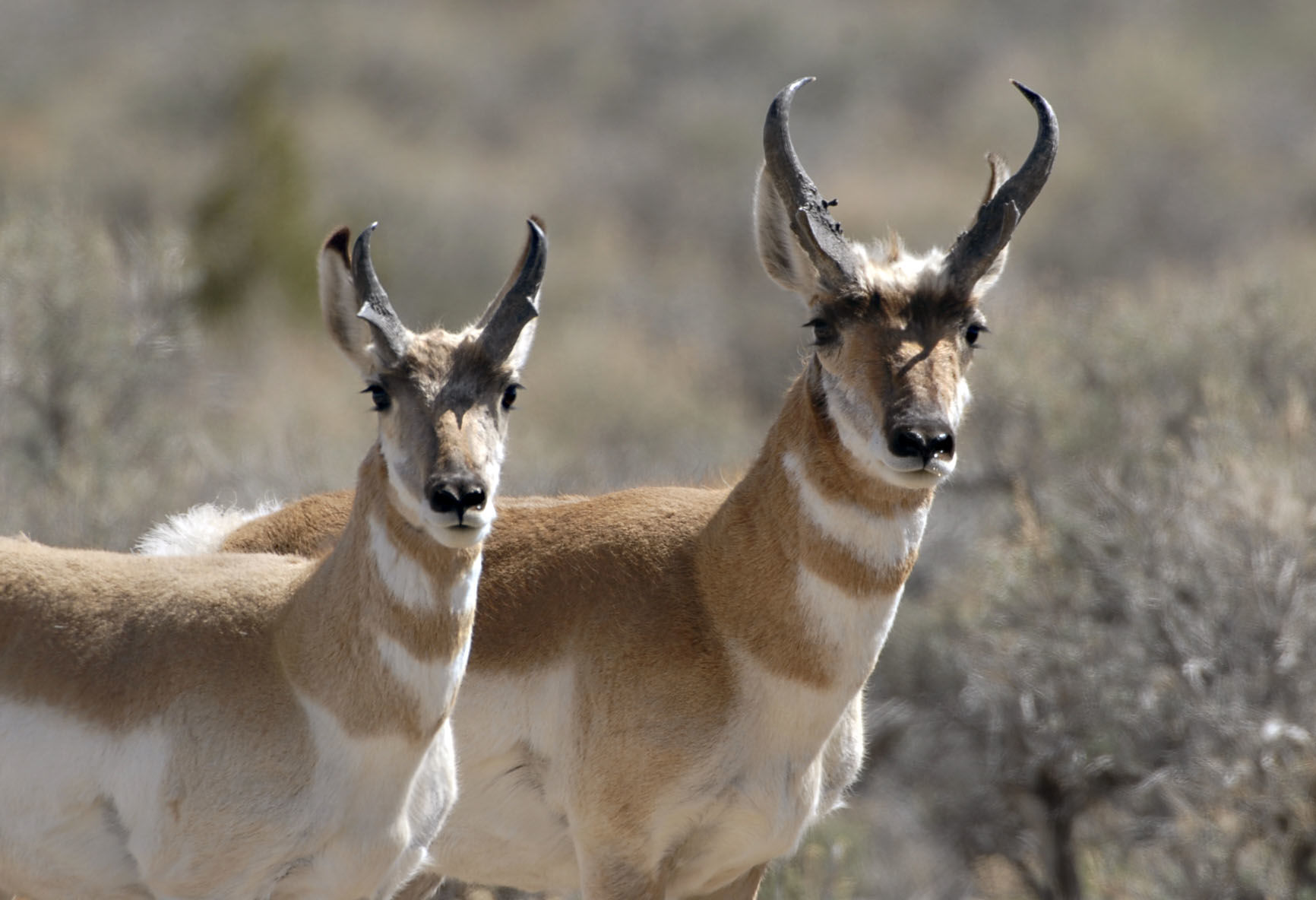 Antelope